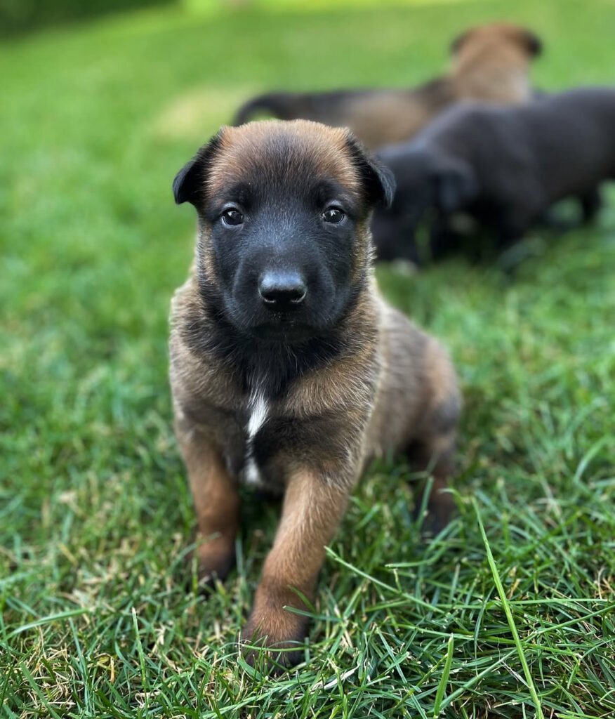 Belgian Malinois Puppies for Sale